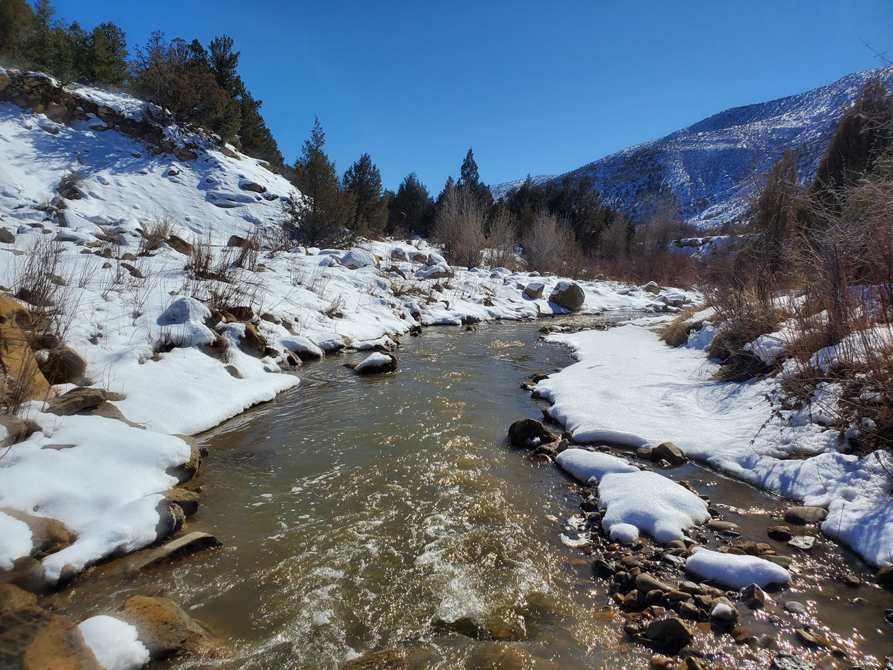 The Mancos River in winter. A river flowing by snowy banks and pine trees.