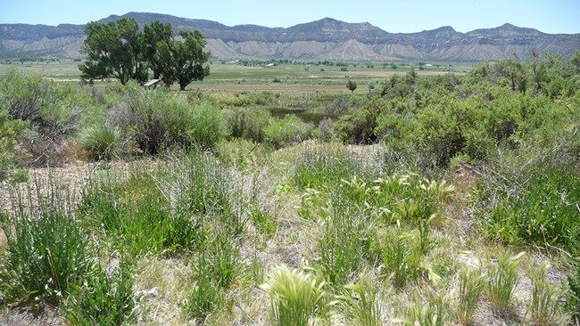 Aztec Spring at Yucca House National Monument in Colorado. Grassy hilly area with dense shrubs and a few deciduous trees around a low lying area of darker green vegetation. Mountain range behind sparsely settled grassland in the background.