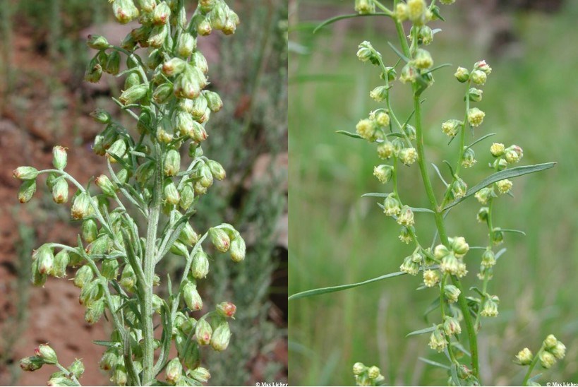 Artemisia Comparison Two plants side by side with long green leaves and drooping greenish, yellow flower buds.