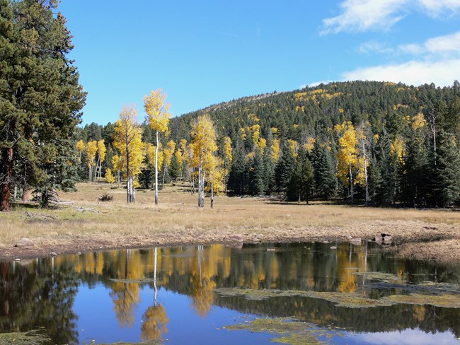 A large hill covered in green and yellow trees behind a still pond that reflects the scene.