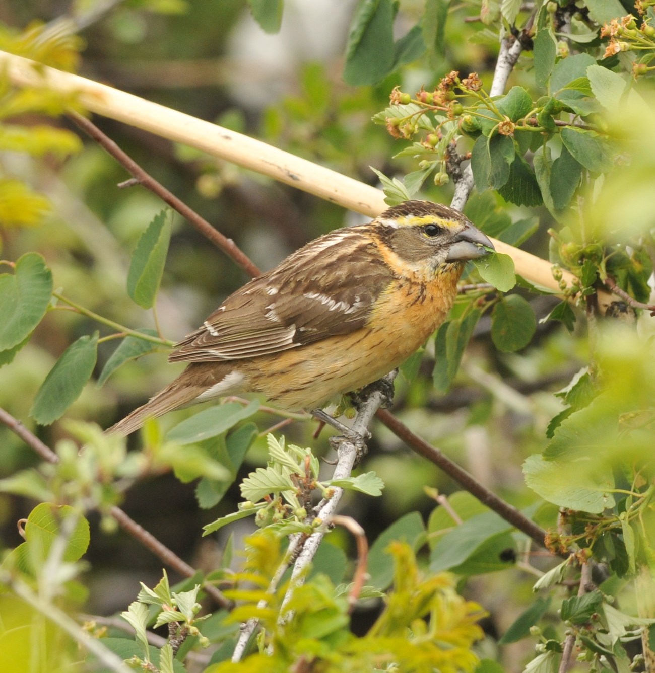 A medium sized brown bird with a yellow stripe above its eye, perched on a leafy branch.