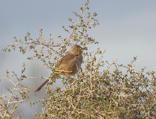 Bendire's Thrasher Light brown bird with yellow eyes, long tail and curved beak perched in a shrub with tiny green leaves.