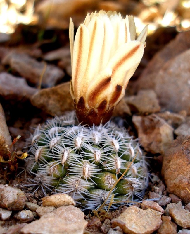 Brady's Pincushion Cactus Small cactus with a large, half opened yellow flower.