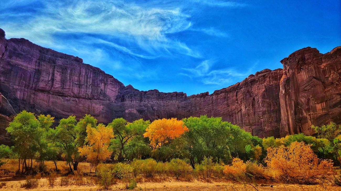 Green and orange leaved trees in the bottom of a deep canyon.