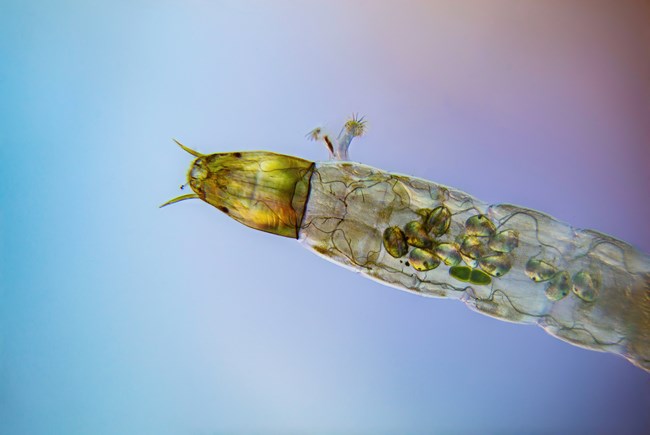 Chironomidae larvae Long translucent insect.
