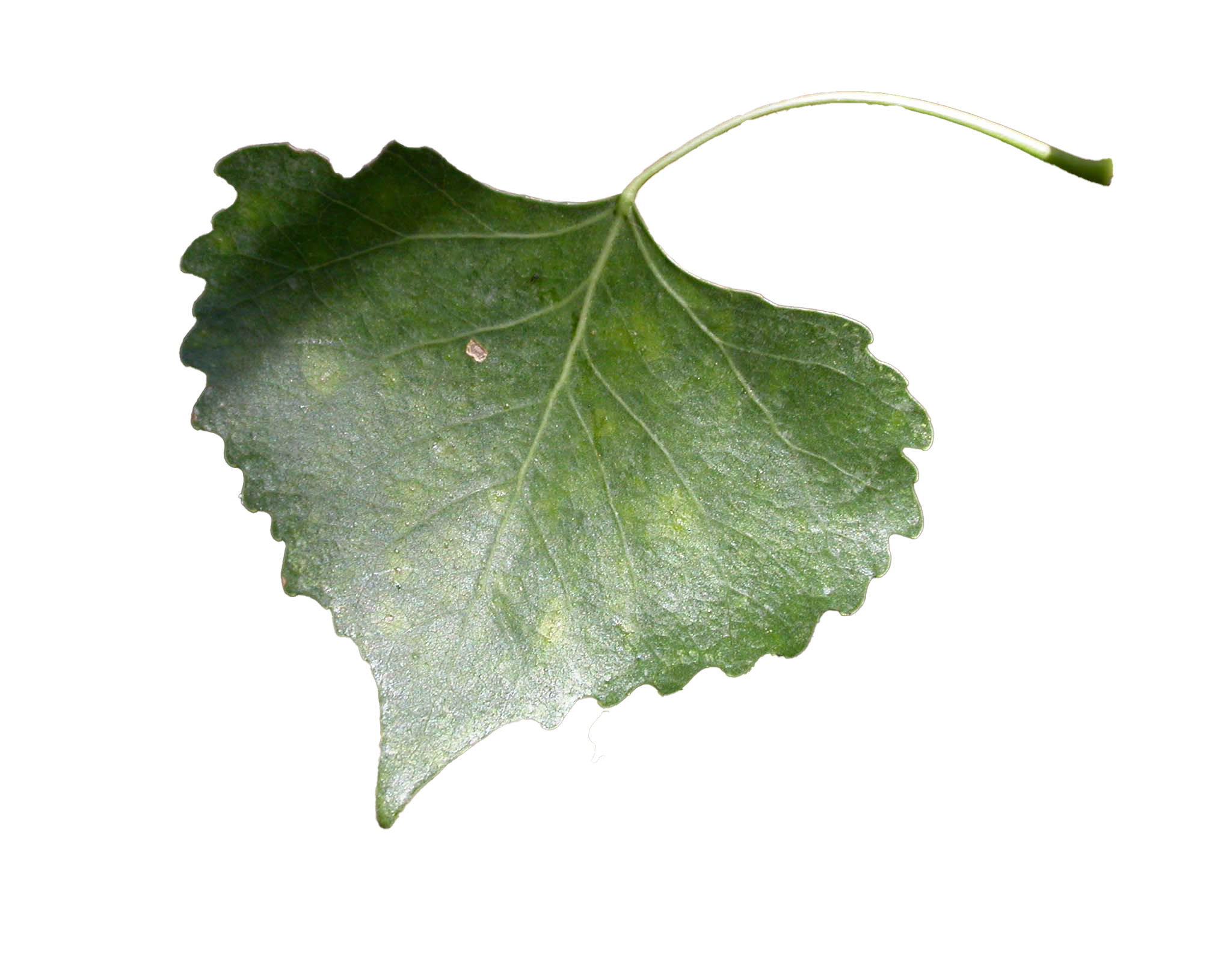 Fremont Cottonwood leaf A single green leaf.