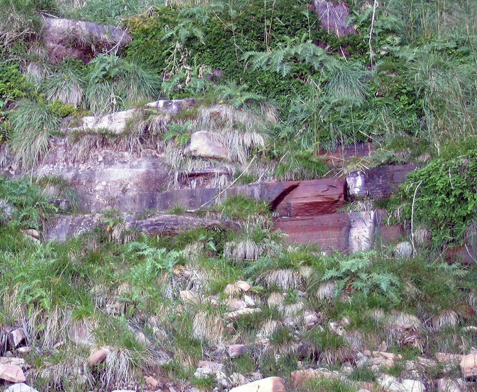 Rocky hillside covered in grasses, ferns and mosses, with water running over rock ledges.