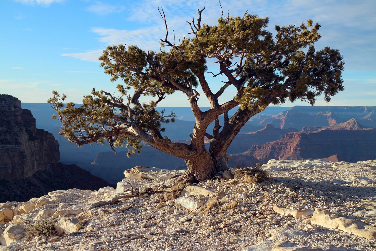 A lone pinyon pine on the edge of a canyon.