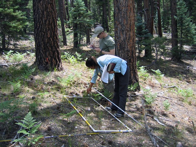 GRCA_Sampling_Upland Two people in a ponderosa pine forest. There are branches, pine needles and green ferns on the ground. A woman is bending over a white frame that is laid out along measuring tape and pointing at the ground. A man is standing beside her, writing on a pad.