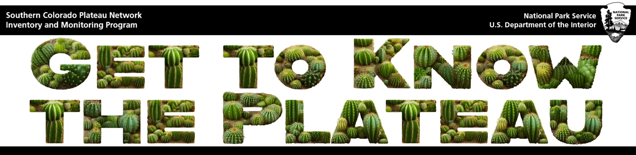Get to Know the Plateau - Cactus Banner Banner that says "Get to Know the Plateau" where the words are made out of cactus.