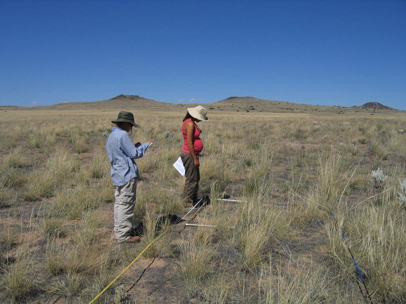 Two people conducting vegetation surveys in a grassland.