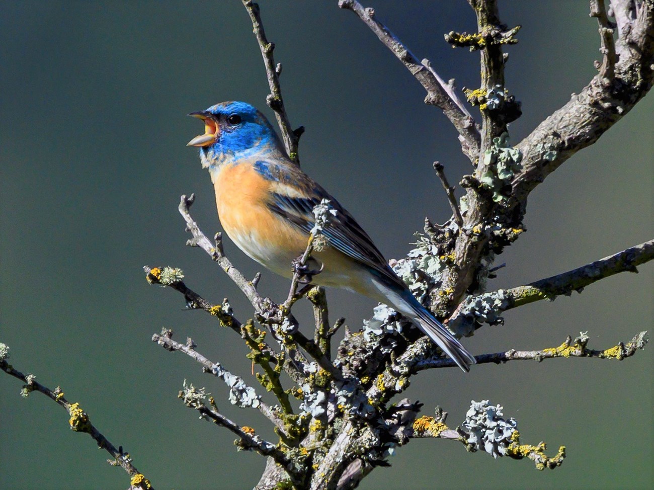 Singing bird with blue head a light brown chest on branch.