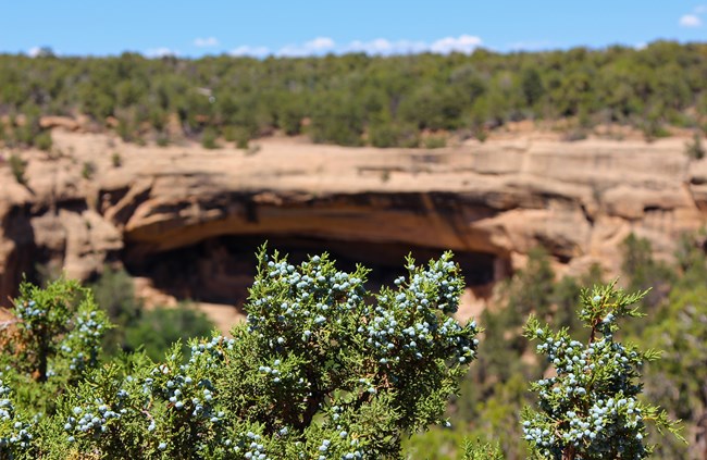 A juniper branch with blue juniper berries in front of an alcove.