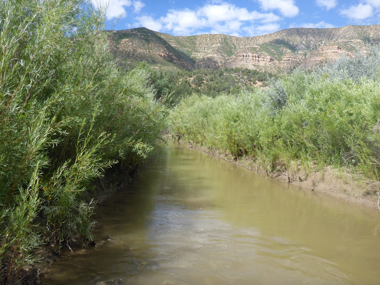A muddy river with thick green brush lining the banks flowing towards a mountain.