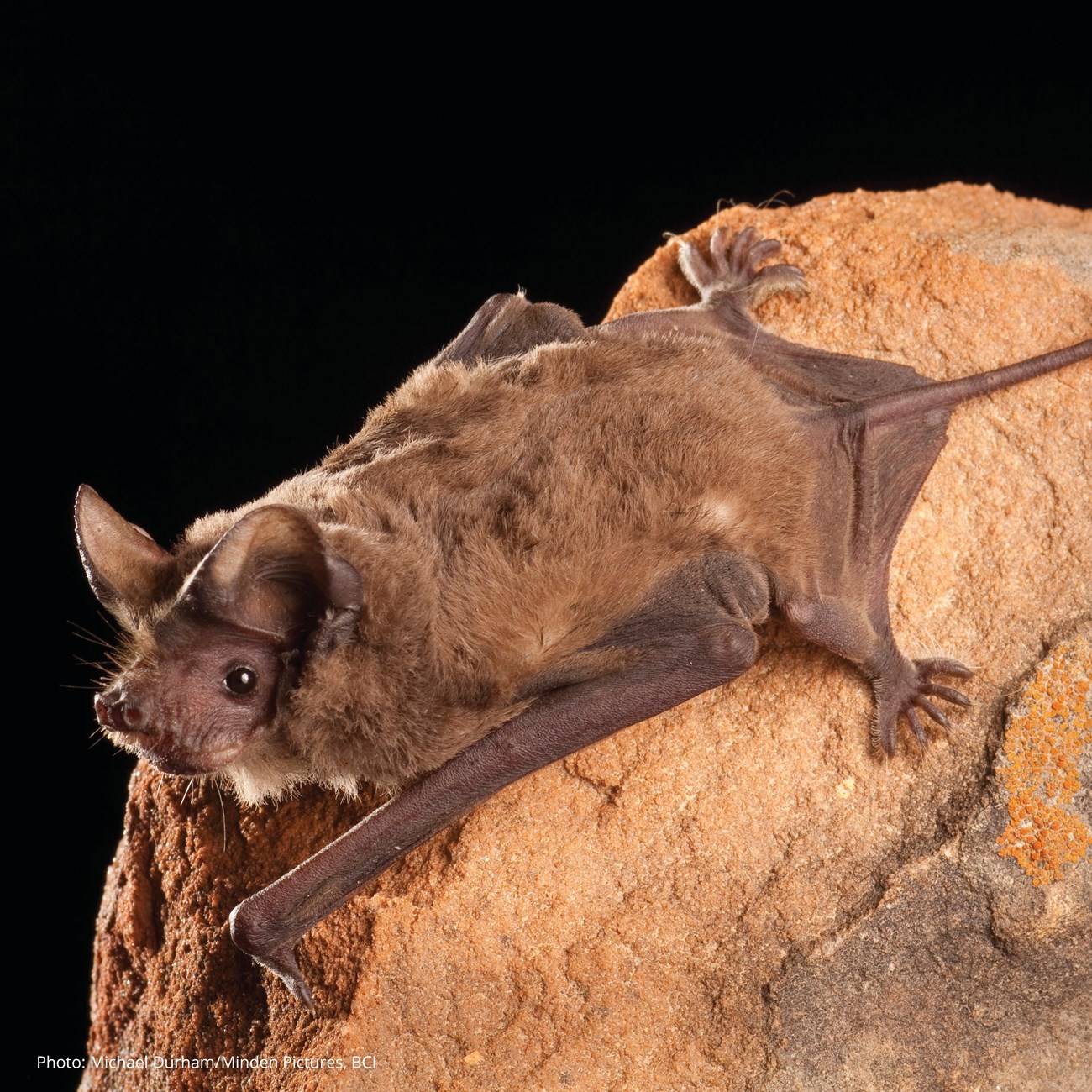Mexican free-tailed Bat A bat with brown fur gripping onto a sandstone rock.
