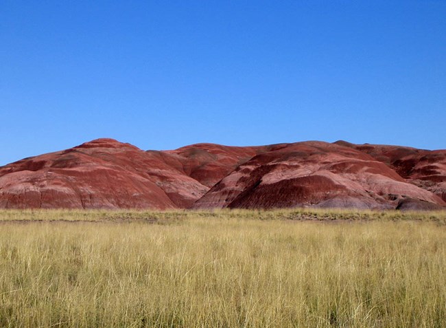 Grassland with red hills beyond, beneath a clear blue sky