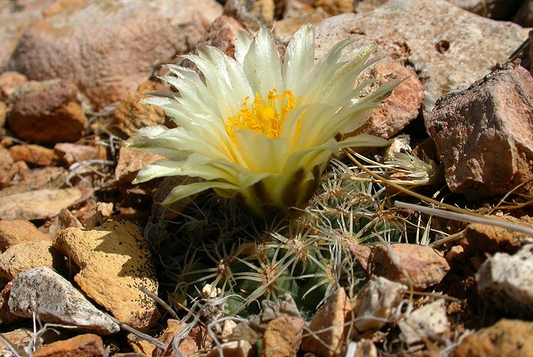 Pediocactus bradyi A small cactus with single large yellow flower.