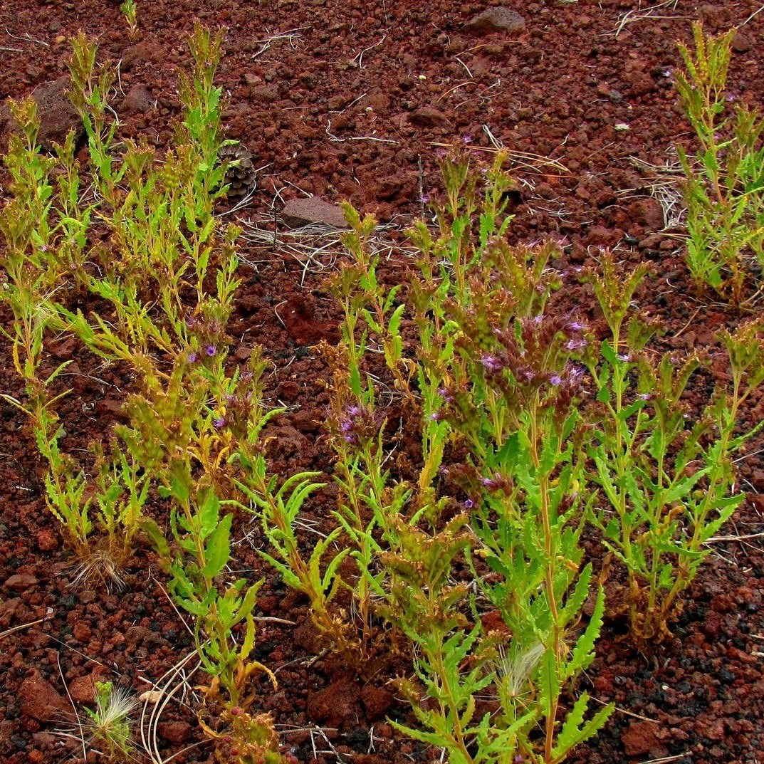 Cinder phacelia A group of green plants with purple flowers growing out of red cinders.