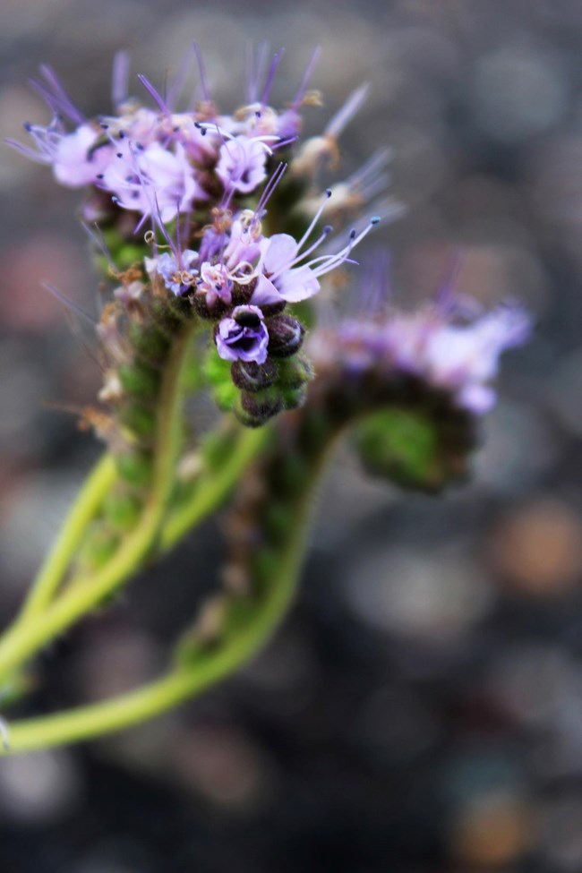 Cinder Phacelia (Phacelia serrata) A green stem that coils into a spiral with multiple purple flowers growing along it.