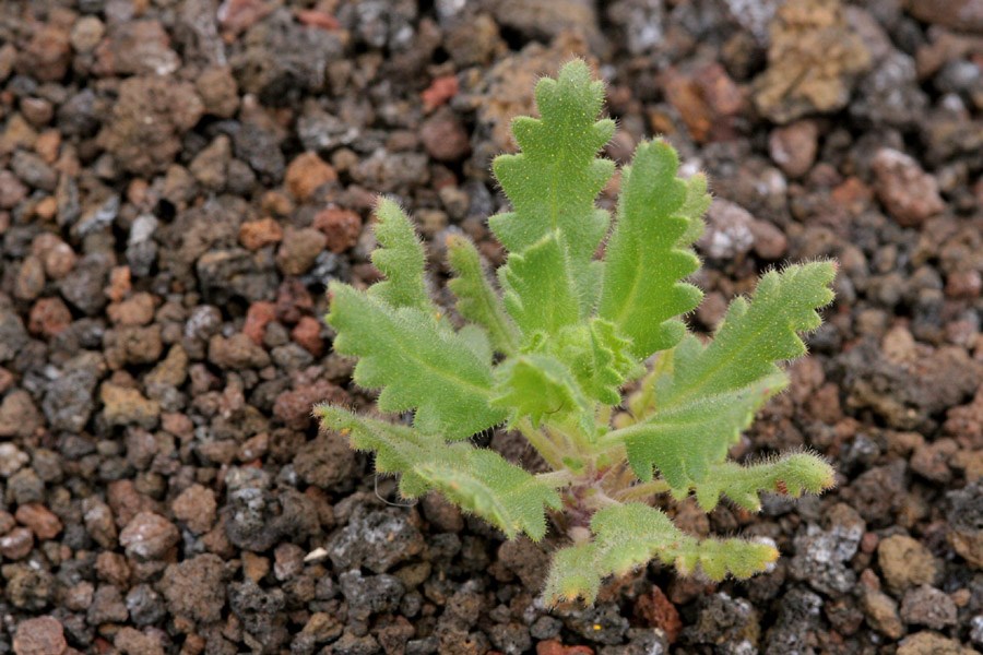 A young cinder phacelia growing out of its favorite substrate. A small green plant growing out of coarse volcanic cinders.