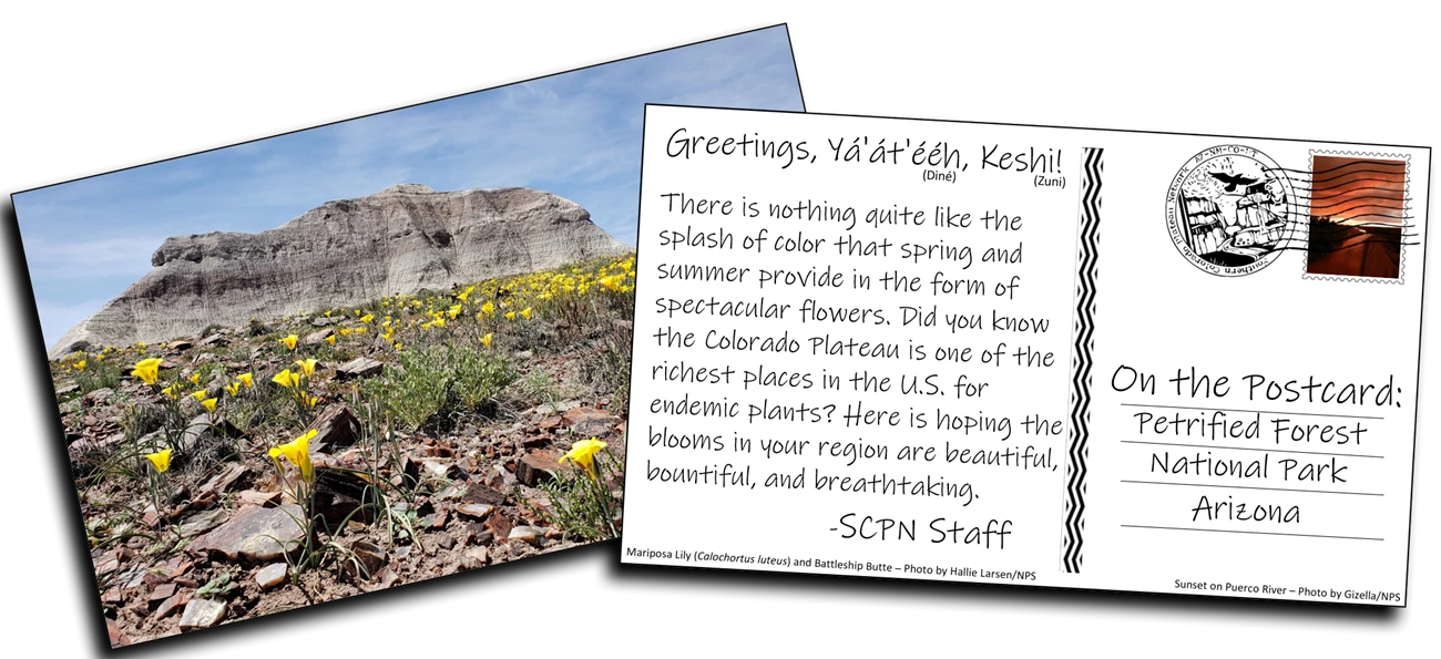 PlateauPostcard_PEFO_Vol3_Transparent The front and back of a postcard. On the front is an image of a large bluff with many yellow flowers growing in front of it out of rocky ground.