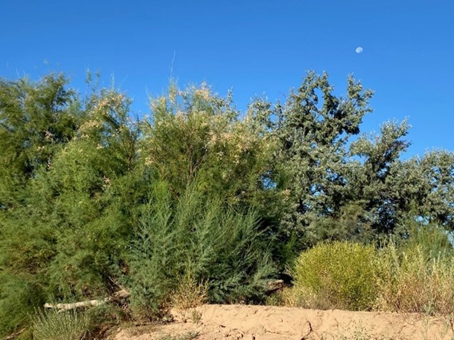Riparian habitat on the Rio Puerco Trees and shrubs growing out of a sandy soil.