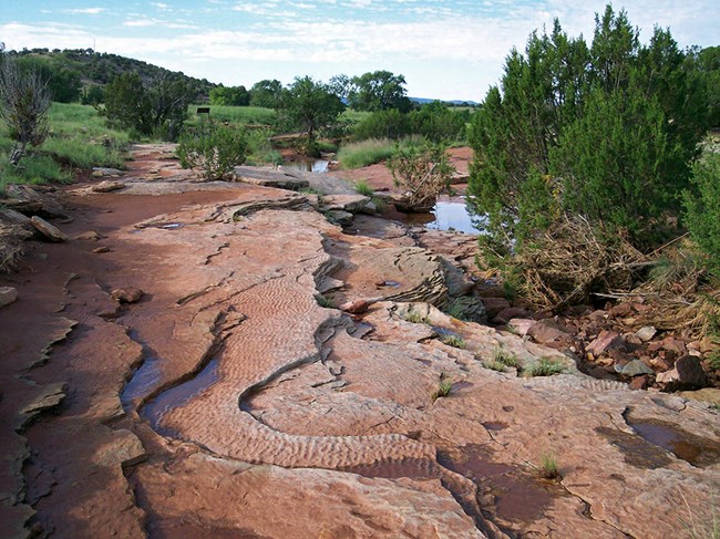 Several small pools of water in depressions in an area of mostly bare rock