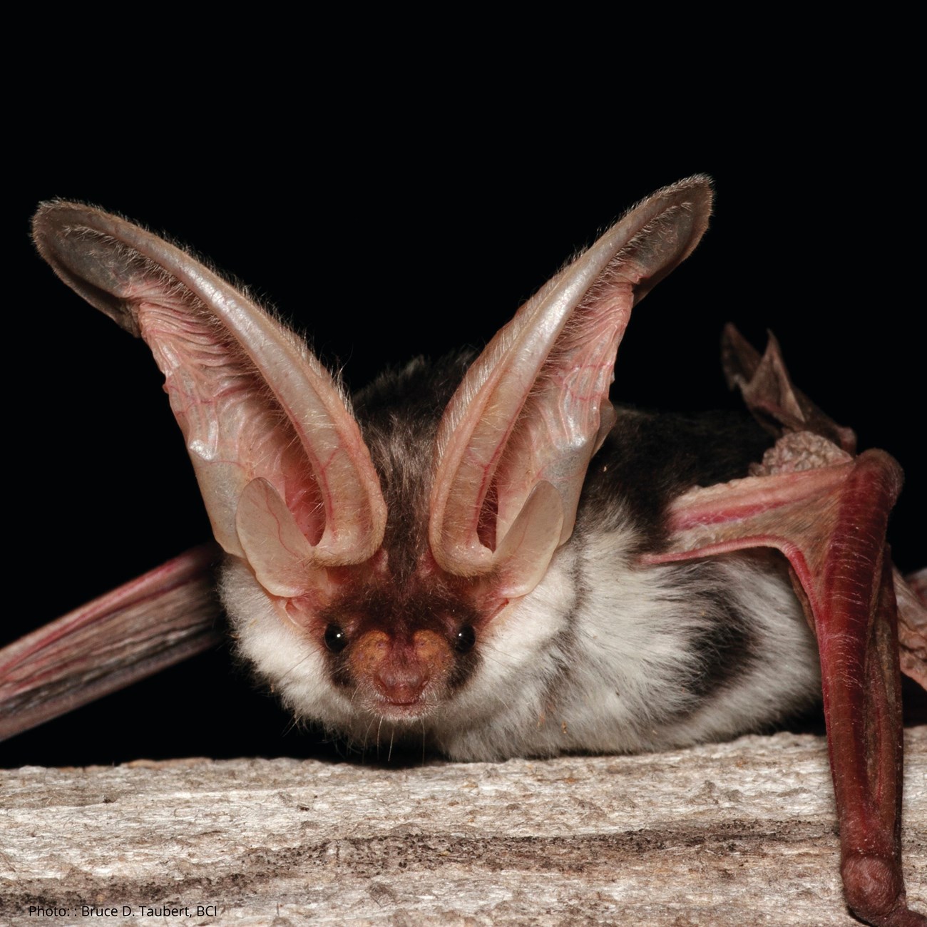 Spotted Bat Bat with very large ears and white and black fure perched on a rock.