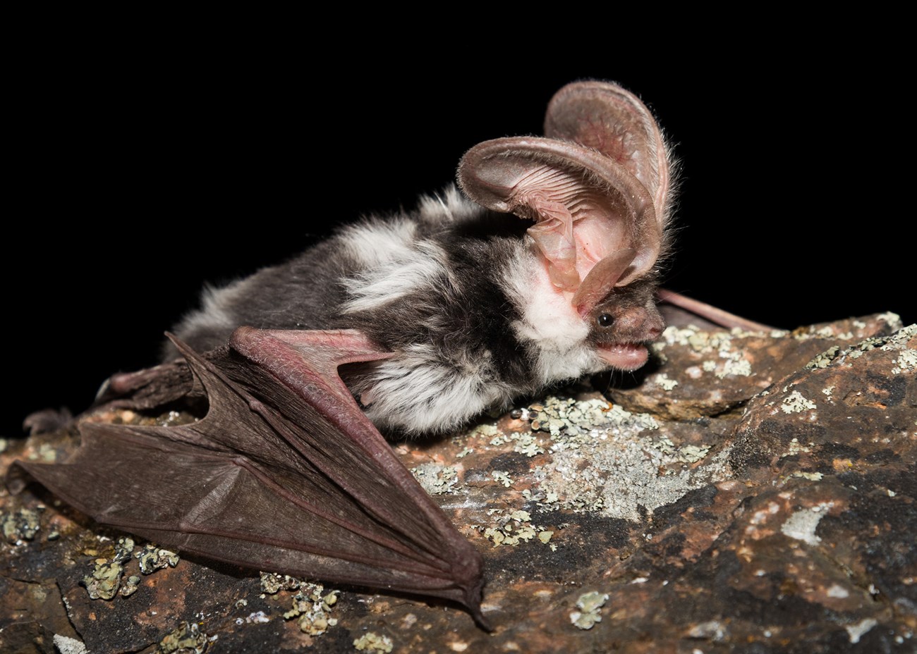 Spotted Bat A black and white bat with very large ears, hanging on a rock covered in light green lichen.