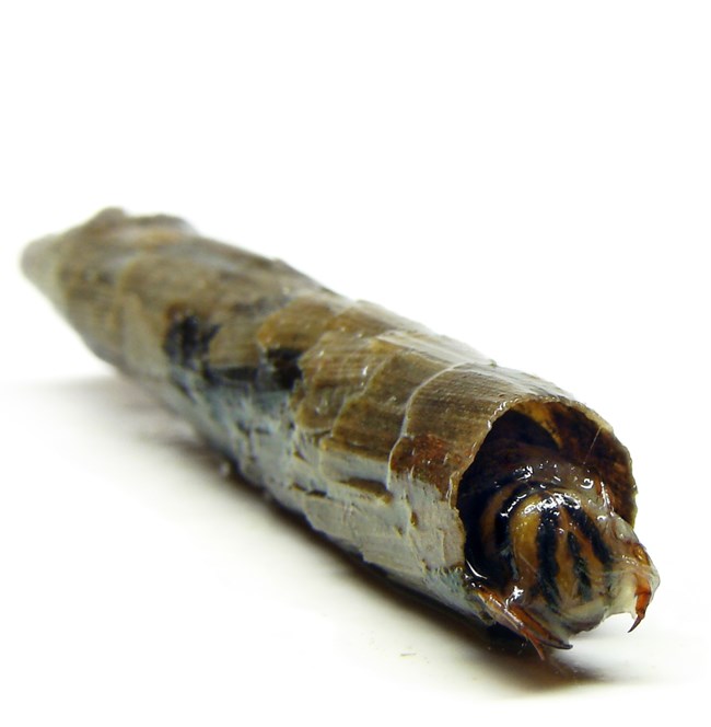 An insect in a casing made of leaves.