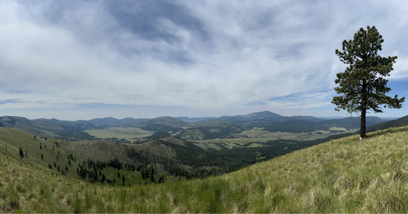 Valles Caldera National Preserve A lone pine tree in the foreground overlooks an expansive view of grasslands and forests.