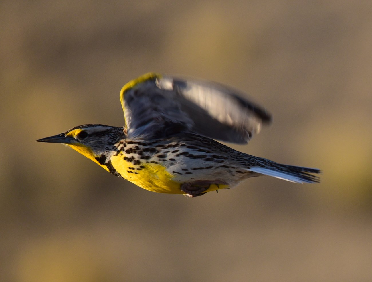 Yellow-breasted bird flying by.