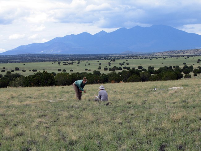 A grassland studded with juniper trees with a mountain range in the background. A woman leans over peering at the ground, her finger pointing down. A seated man holds a notepad.