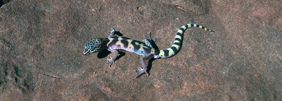 Western banded gecko (Coleonyx variegatus) sunning on a rock