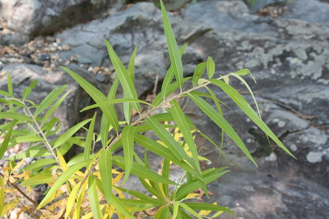 WillowSpecies_JustinHobertNPS Multiple stems with long narrow green leaves.