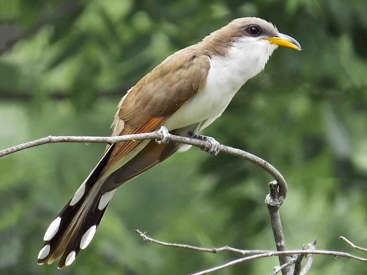 Yellow-billed Cuckoo Bird on a branch