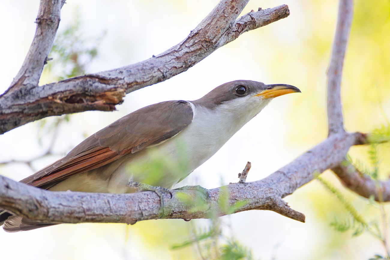 Yellow-billed Cuckoo A medium sized birs with rusty colored back and top of head, white colored breast and neck, and yellow bill, perched on the leafless branch of a tree.