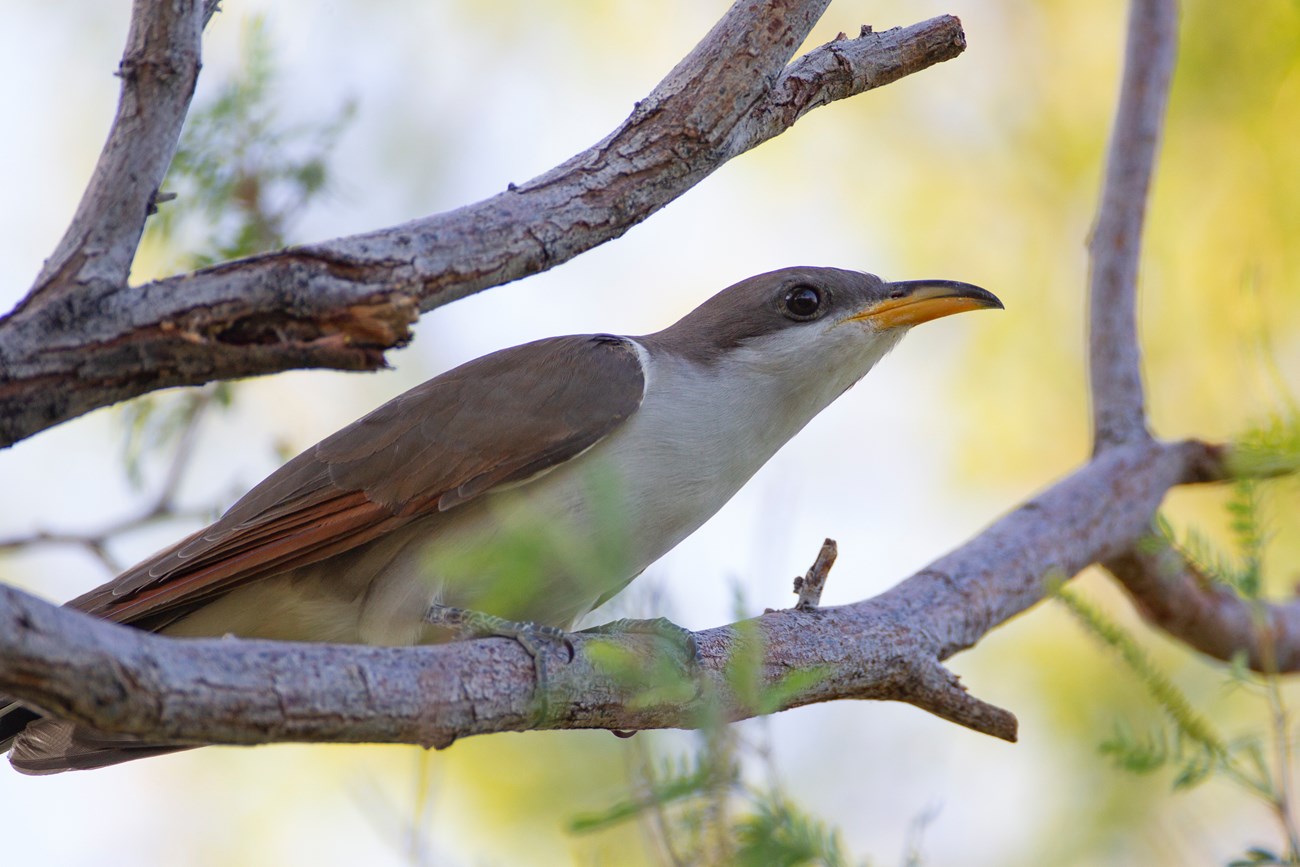Yellow-billed Cuckoo Bird perched on a branch.