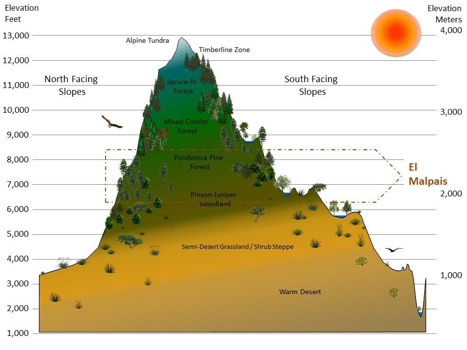 Graphic of a mountain divided into illustrated vegetation zones by elevation and exposure, with the elevations that correspond to El Malpais National Monument highlighted
