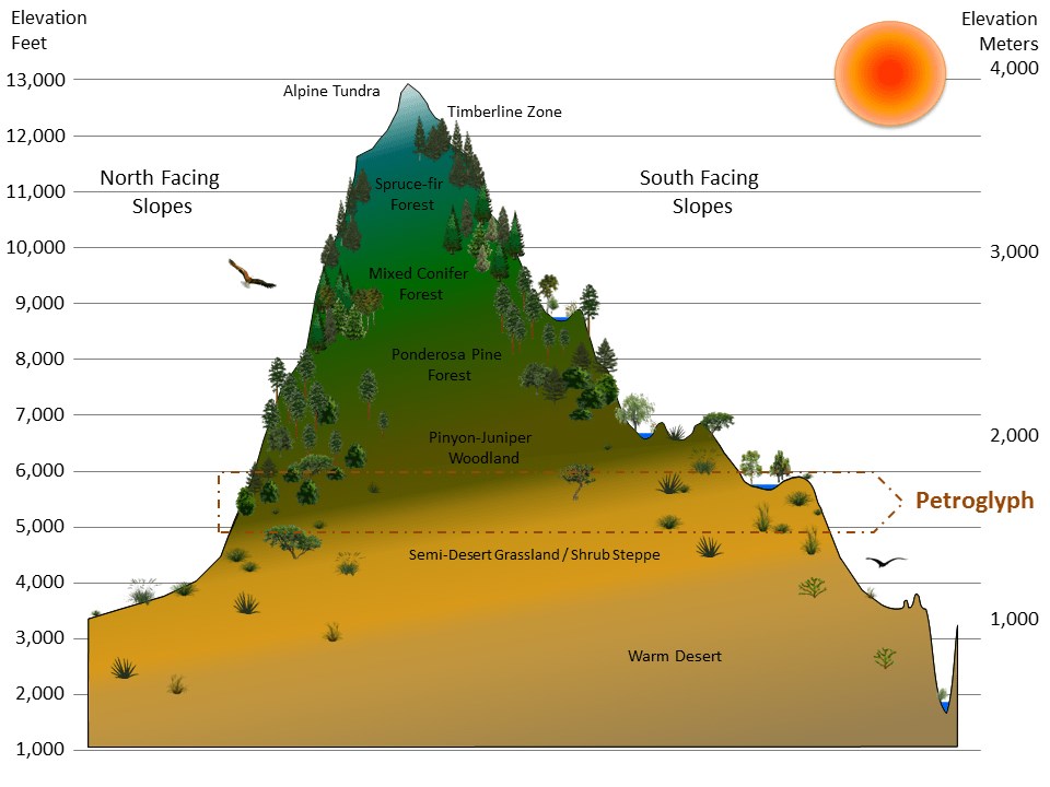 Graphic of a mountain divided into illustrated vegetation zones by elevation and exposure, with the elevations that correspond to Petroglyph National Monument highlighted