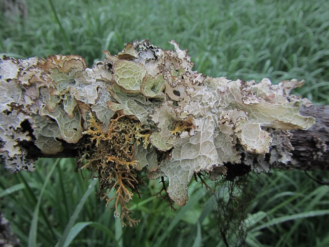 Lichen on a fallen tree.