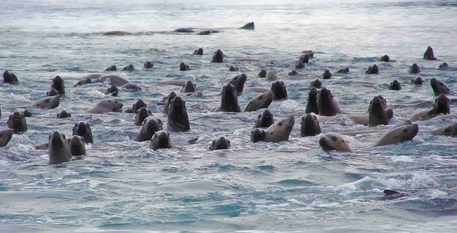 A large group of Stellar sea lions together in the ocean.