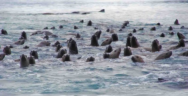 Stellar sea lions A large group of Stellar sea lions together in the ocean.