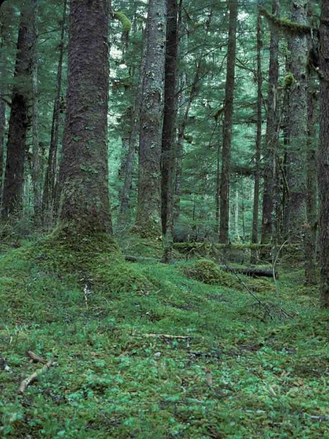 GLBA coastal forest The coastal rainforest in Glacier Bay national Park and Preserve.