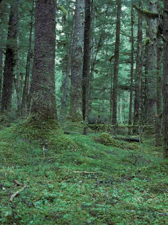 The coastal rainforest in Glacier Bay national Park and Preserve.