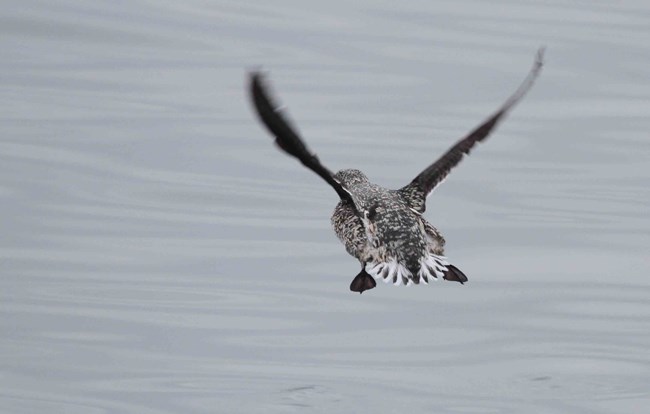 A murrelet flushes from the water.