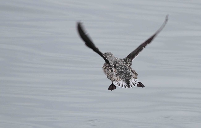 Kittlitz's Murrelet A murrelet flushes from the water.