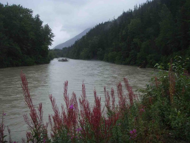 Taiya River, KLGO The Taiya River with blooming fireweed along the bank.