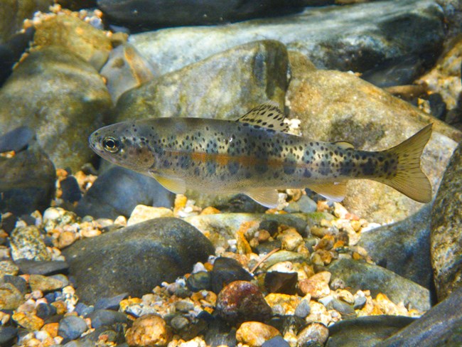 An immature rainbow trout.