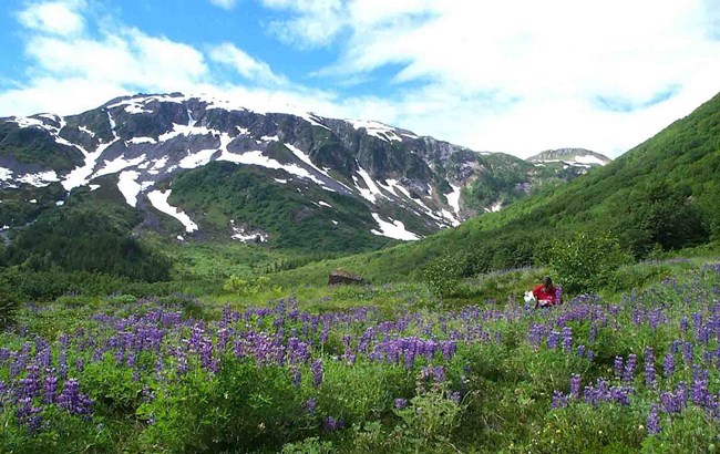 Vegetation survey in GLBA A researcher makes notes in the field surrounded by wildflowers and mountains